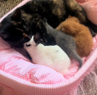 Illustration de l'article : L'attitude sublime d'une chatte envers son ami lapin alors qu'elle est occupée à allaiter ses chatons (vidéo)