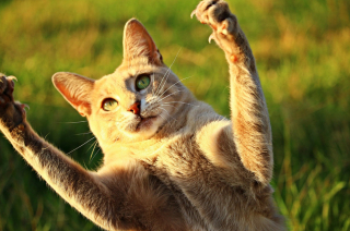 Illustration de l'article : 15 secrets que vous devriez connaître à propos des pattes de chats
