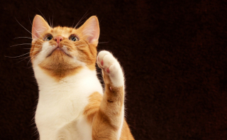Illustration de l'article : 15 secrets que vous devriez connaître à propos des pattes de chats