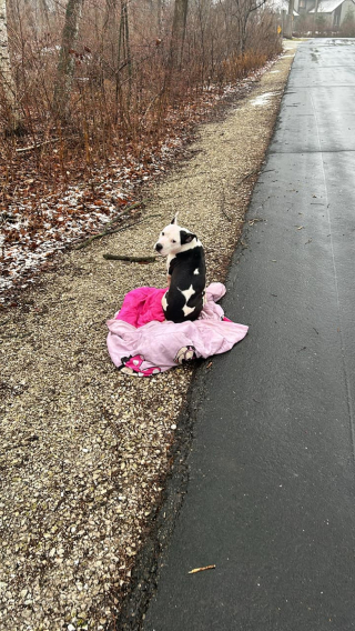 Illustration de l'article : Un chien abandonné grelottait de froid et de peur jusqu'à l'arrivée d'un livreur plein de compassion