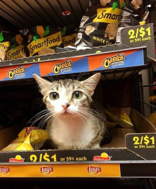 Illustration de l'article : 11 photos célébrant les « chats de magasins », ces félins qui vivent dans les épiceries et magasins de New-York