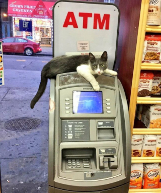 Illustration de l'article : 11 photos célébrant les « chats de magasins », ces félins qui vivent dans les épiceries et magasins de New-York