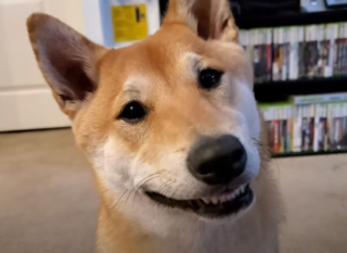 Illustration de l'article : Peanut Butter est le premier chien au monde à finir un jeu vidéo en un temps record lors d’un évènement caritatif (vidéo)