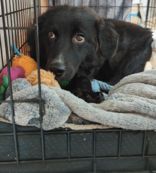 Illustration de l'article : Ce courageux chien au passé difficile sort timidement de sa cage pour attraper un jouet dans sa nouvelle maison (vidéo)