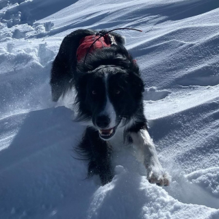 Illustration de l'article : Rencontrez Ripp, un Border Collie qui rêve de devenir un chien de sauvetage en avalanche (vidéo)