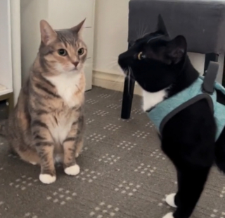 Illustration de l'article : Une chatte découvrant sa nouvelle maison ne reçoit pas l'accueil qu'elle attendait de la part du chat résident (vidéo)