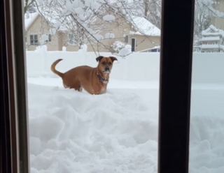 Illustration de l'article : L'adorable réaction d'un chien au passé douloureux qui découvre les joies de la neige (vidéo)