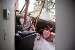 Illustration de l'article : Lors d’une tempête hivernale, une chatte s’enfuit après avoir failli être écrasée par un arbre et laisse son maître dans l’angoisse