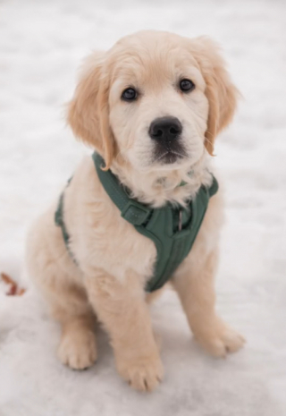 Illustration de l'article : Un jeune Golden Retriever surpris par la présence d’un laveur de vitre à l’extérieur de son bâtiment fait rire des millions de personnes (vidéo)