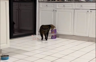 Illustration de l'article : À la recherche d’une petite collation, ce chat espiègle plonge dans un sachet de friandises pour chiens et offre une séquence hilarante aux internautes (vidéo)