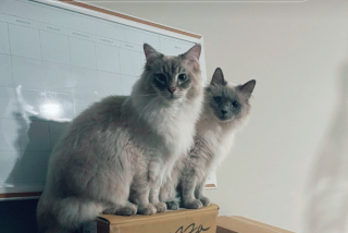 Illustration de l'article : La joie communicative de ces 2 chats heureux de revoir leur maître après le travail (vidéo)