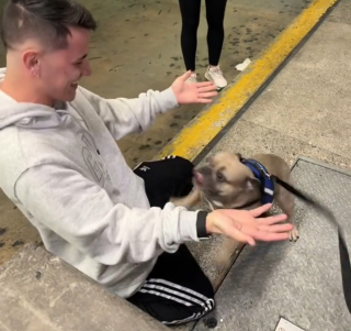 Illustration de l'article : La réaction touchante d'un chien qui reconnaît un être cher venu à sa rencontre à l'aéroport (vidéo)