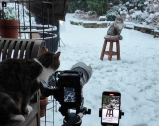 Illustration de l'article : La séance photo sublime et poétique d'un chat émerveillé par la neige (vidéo)