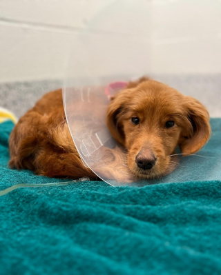 Illustration de l'article : Une chienne découverte au bord de la route et n'ayant plus que "la peau sur les os" remonte doucement la pente