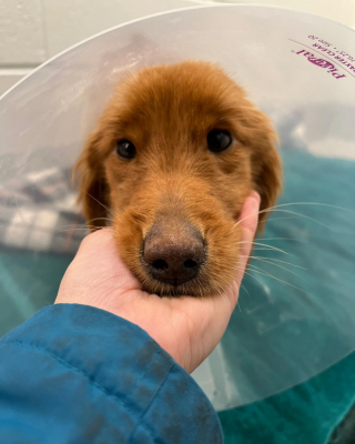 Illustration de l'article : Une chienne découverte au bord de la route et n'ayant plus que "la peau sur les os" remonte doucement la pente