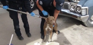 Illustration de l'article : Une chienne coincée sous le capot d'une voiture n'a plus d'autre choix que d'espérer qu'on lui vienne en aide