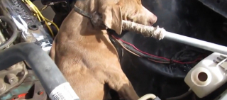 Illustration de l'article : Une chienne coincée sous le capot d'une voiture n'a plus d'autre choix que d'espérer qu'on lui vienne en aide