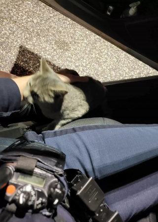 Illustration de l'article : Une jeune chatte errante saute sur les genoux d'un policier en patrouille avec la ferme intention de ne plus redescendre du véhicule