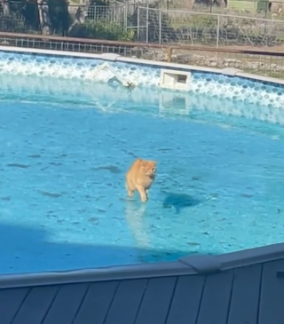 Illustration de l'article : Un chat roux glissant sur une piscine gelée durant son quart d’heure de folie a suscité l’hilarité des internautes (vidéo)