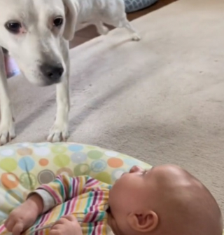 Illustration de l'article : La merveilleuse rencontre d'une chienne aveugle avec le bébé de la famille dont elle avait seulement pu entendre les vocalises (vidéo)
