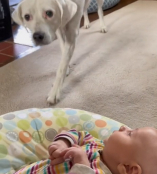 Illustration de l'article : La merveilleuse rencontre d'une chienne aveugle avec le bébé de la famille dont elle avait seulement pu entendre les vocalises (vidéo)