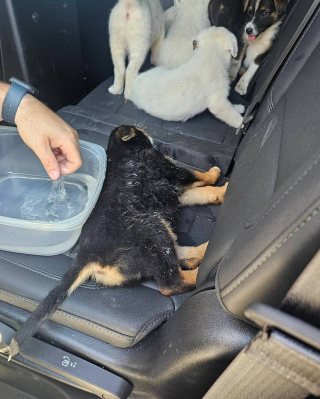 Illustration de l'article : Un bon samaritain découvre 8 chiots abandonnés sous une chaleur étouffante et prévient les forces de l’ordre dans l’espoir de les sauver (vidéo)