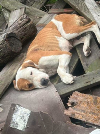 Illustration de l'article : Une chienne découverte blessée et couchée sur un tas de vieilles planches de bois n'attend plus que son adoption après son opération