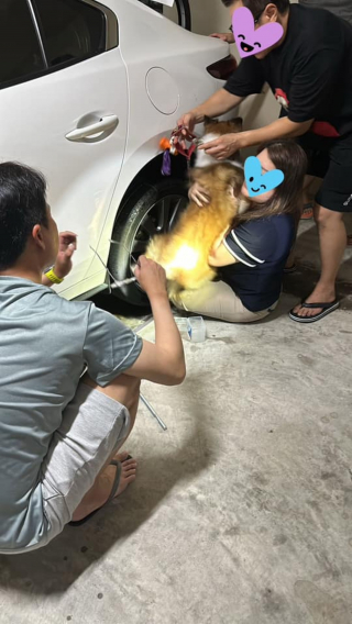 Illustration de l'article : Un chien coincé dans le passage de roue d'une voiture est secouru par des passants et restitué à sa famille