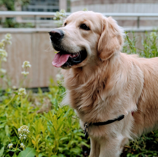 Illustration de l'article : Un Golden Retriever empoisonné au raticide est sauvé de justesse par la vétérinaire qui dénonce un acte récurrent