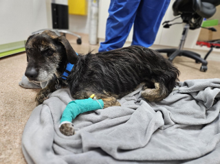 Illustration de l'article : Un chien cachectique abandonné sur un tas de détritus peut désormais guérir grâce à une association