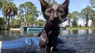 Illustration de l'article : Un chaton piégé au bord d’une rivière saute sur la tête d’un plongeur qu’il ne quitte plus