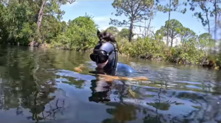 Illustration de l'article : Un chaton piégé au bord d’une rivière saute sur la tête d’un plongeur qu’il ne quitte plus