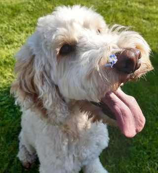 Illustration de l'article : Sa carrière de chien de thérapie ne fait que débuter, mais Ted apporte déjà de la joie aux patients qu'il visite