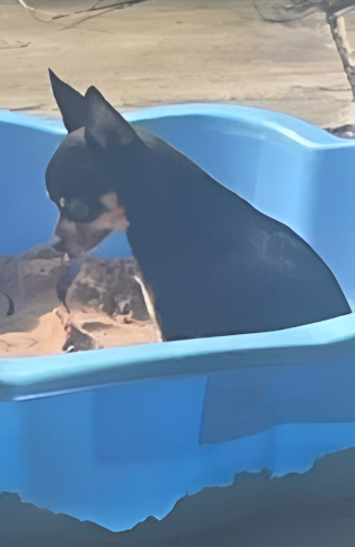 Illustration de l'article : Un chien marqué par une mauvaise rencontre avec ses congénères, émeut les internautes lorsqu'il se retrouve seul dans son bac à sable