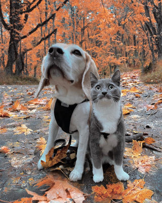 Illustration de l'article : Très amie avec sa sœur Beagle, cette petite chatte veut la suivre en promenade et sait le faire comprendre à leur maîtresse (vidéo)