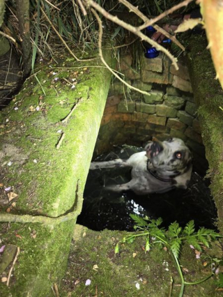 Illustration de l'article : Une chienne coincée 6 mètres sous terre "hurle comme Scooby-Doo" au moment où un drone la localise après plusieurs heures de recherche