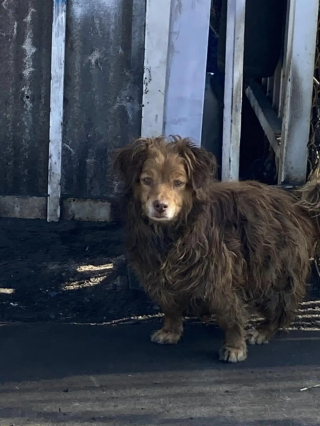 Illustration de l'article : Après la fermeture d’un atelier de carrosserie, une femme découvre un chien abandonné couvert d’huile de moteur et implorant de l’aide