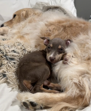 Illustration de l'article : Un chiot abandonné famélique réapprend à faire confiance grâce au soutien réconfortant du Golden Retriever de sa famille d'accueil (vidéo)