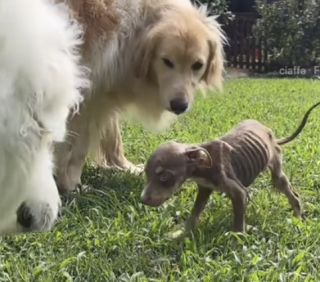 Illustration de l'article : Un chiot abandonné famélique réapprend à faire confiance grâce au soutien réconfortant du Golden Retriever de sa famille d'accueil (vidéo)