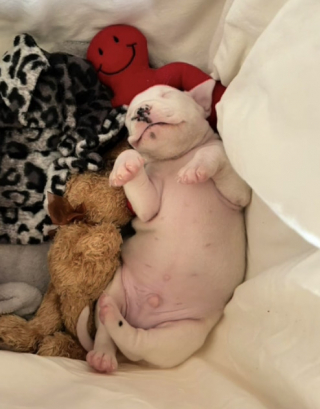 Illustration de l'article : Un Pitbull héroïque sauve la vie de ce chiot anémique abandonné en lui donnant son sang (vidéo)