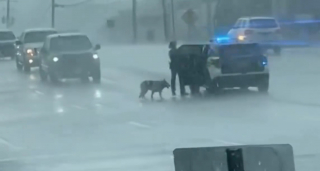 Illustration de l'article : Un chien perdu au milieu de la route sous une pluie battante doit son salut au geste admirable d'un policier (vidéo)