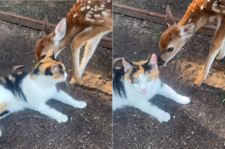 Illustration de l'article : Cette chatte qui ne s'entend pas avec ses congénères préfère passer du temps avec ses nouveaux amis faons (vidéo)