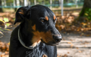 Illustration de l'article : Un sans-abri dévasté par le vol de son chien par un couple alerte la police qui intervient rapidement