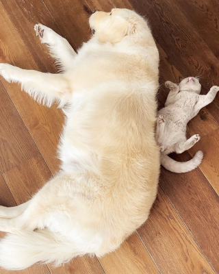 Illustration de l'article : Un Golden Retriever surmonte son anxiété de séparation grâce à un adorable chaton de soutien émotionnel (vidéo)