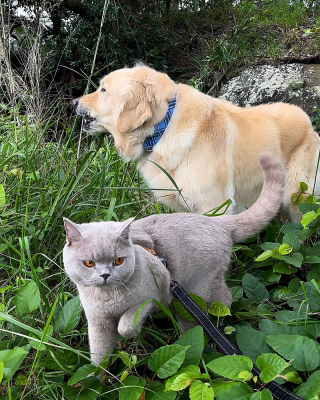 Illustration de l'article : Un Golden Retriever surmonte son anxiété de séparation grâce à un adorable chaton de soutien émotionnel (vidéo)