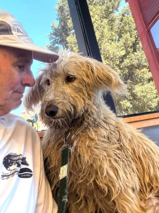 Illustration de l'article : Alerté par des aboiements sur une île isolée, un canoéiste sauve une chienne portée disparue depuis 2 jours (vidéo)