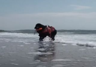 Illustration de l'article : En tant que nouvelle recrue de l’équipe de sauveteurs, ce chiot s’entraîne dur pour assurer la sécurité des nageurs à la plage (vidéo)