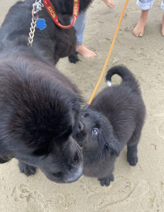 Illustration de l'article : En tant que nouvelle recrue de l’équipe de sauveteurs, ce chiot s’entraîne dur pour assurer la sécurité des nageurs à la plage (vidéo)