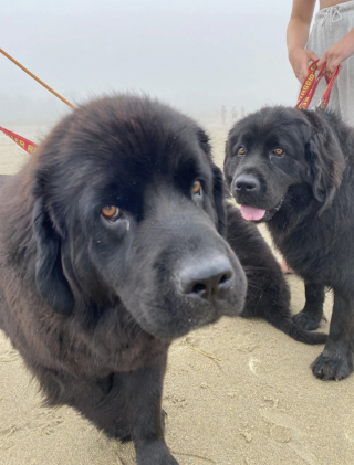 Illustration de l'article : En tant que nouvelle recrue de l’équipe de sauveteurs, ce chiot s’entraîne dur pour assurer la sécurité des nageurs à la plage (vidéo)