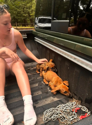 Illustration de l'article : Un trio de chiots tétanisés au bord de l’eau interpelle des promeneurs en visite dans un parc